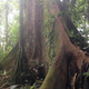 Illustration for article titled Earth's Tropical Rainforests Could Look Completely Different By the End of the Century